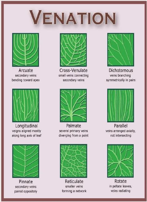 Leaf Identification, Leaf Structure, Tree Id, Tree Identification, Plant Science, Plant Identification, Nature Study, Tree Leaves, Nature Journal