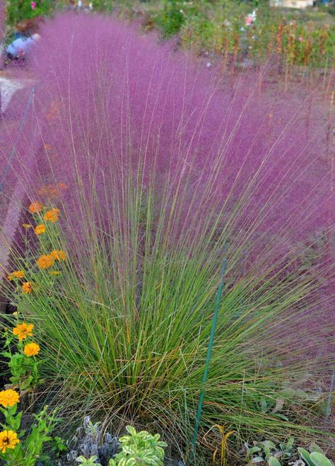 34 Drought-Tolerant Plants That Will Improve Your Home's Curb Appeal Drought Tolerant Landscape Design, Drought Tolerant Shrubs, Low Water Plants, Drought Tolerant Perennials, Drought Resistant Plants, Drought Tolerant Garden, Drought Tolerant Landscape, Backyard Flowers, Desain Lanskap