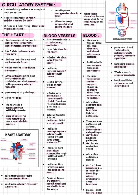 Biology Anatomy And Physiology, Body Fluids And Circulation Short Notes, Human Anatomy Pose, Aesthetic Human Anatomy, Anatomy And Physiology Study Tips Cheat Sheets, Anatomy And Physiology 2 Notes, Anatomy Physiology Notes, Circulatory System Notes Aesthetic, Anatomy Art Sketches