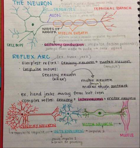 Anatomy And Physiology Notes Study Nervous System, Reflex Arc, Med Notes, Nervous System Anatomy, Teaching Board, Vet Life, Medical Drawings, Psychology Notes, Study Biology