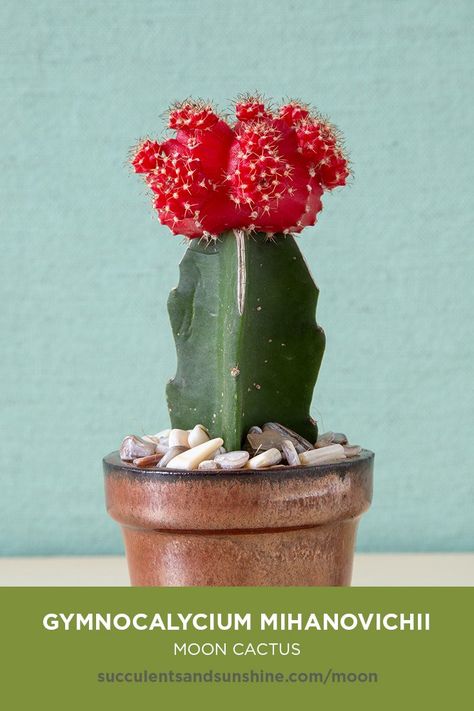 This cute “mutant” cactus is actually a combination of two cacti, typically Gymnocalycium (the sicon) and a rootstock cactus, such as Hylocereus. The term “moon cactus” typically refers to the yellow and orange varieties, however red varieties can be included.    #moon #gymnocalycium #mihanovichii #hylocereus #mooncactus #succulents #cacti  #succulentgarden #indoorsucculents #succulentsandsunshine #typesofsucculents via @succsandsun Cactus With Red Flower, Cactus With Flowers, Cactus Varieties, Kinds Of Cactus, How To Grow Cactus, Grafted Cactus, Moon Cactus, Kaktus Dan Sukulen, Red Cactus