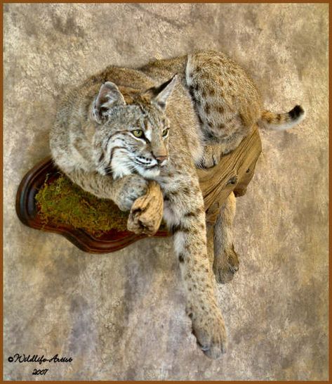 #bobcattaxidermy #taxidermy Bobcat Mounts Ideas, Bobcat Mounts Taxidermy, Bobcat Mounts, European Mount Ideas, Deer Hunting Decor, Animal Mounts, Taxidermy Decor, Taxidermy Display, Animal Taxidermy