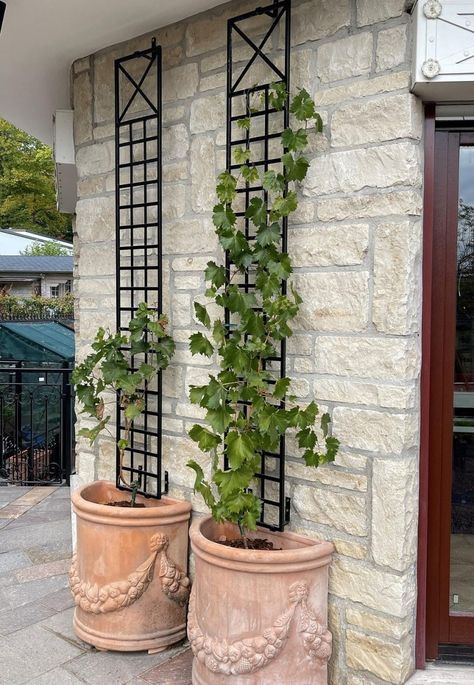 Classic Garden Elements' Croome Espalier Trellis on a house wall Garden Wall Trellis, Tall Garden Decor, Jasmine Vine Trellis, Espalier Trellis, Metal Wall Trellis, Clematis Trellis, Vertical Garden Plants, Climbing Trellis, Wall Trellis