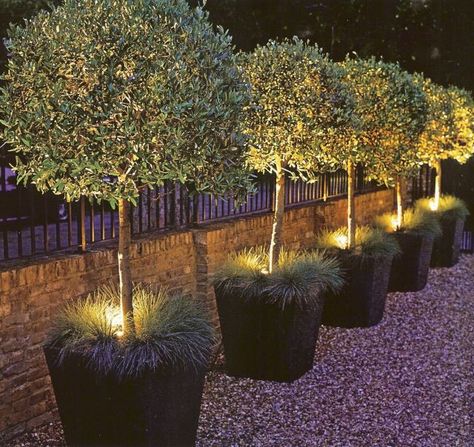 Landscape lighting in planters.. Love this!!! Garden Lighting Design, Flower Mirror, Courtyard Design, Front Yard Design, Night Garden, Have Inspiration, Garden Pictures, The Secret Garden, Garden Trees