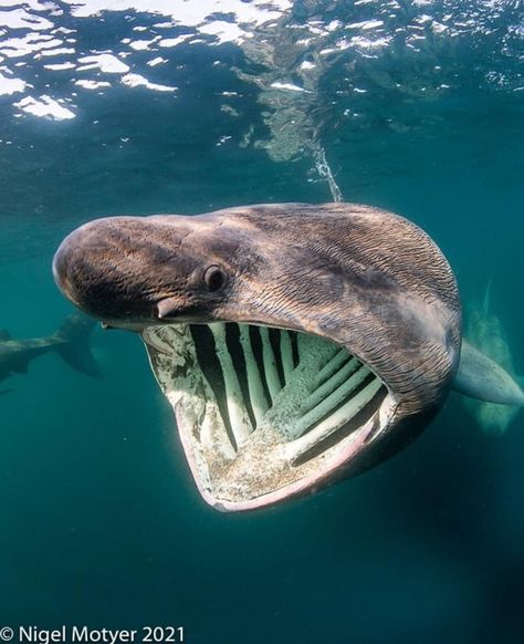 Megladon Shark Pictures, Basking Shark Drawing, Shark Reference Photo, Silly Sharks, The Whisper Font, Frilled Shark, Shark Images, Shark Tail, Basking Shark