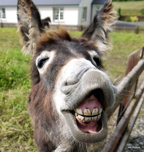 I love Donkeys! Funny Donkey Pictures, Donkey Pics, Weld Projects, Donkey Images, Donkey Funny, Laughing Animals, Funny Animal Images, Ugly Animals, Mini Donkey