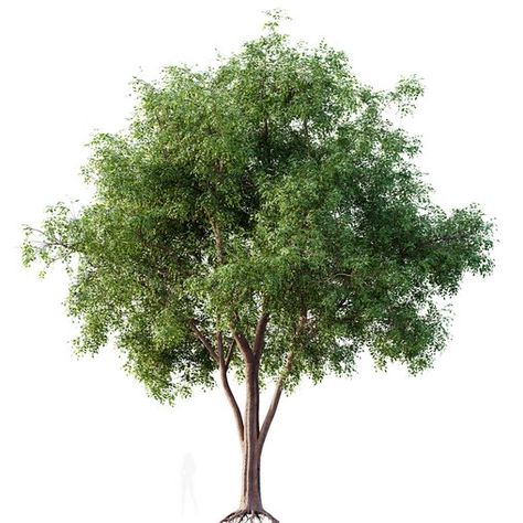 HQ Plants American Elm Tree American Elm Tree, Elm Tree, Street Trees, Material Library, Shade Trees, Mulch, Plants