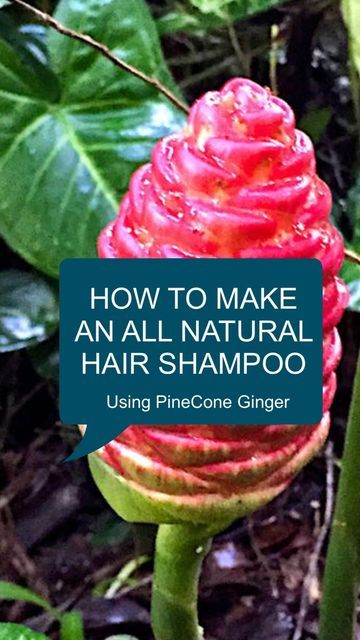 Ginger Shampoo Diy, Pinecone Ginger Shampoo Recipe, Shampoo Ginger Uses, Awapuhi Shampoo Recipe, Shampoo Ginger Plant, Shampoo Plant, Awapuhi Shampoo, Ginger Plants, Shampoo Ginger