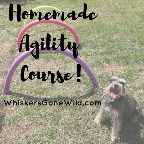 Homemade Agility Course! – WHISKERS GONE WILD Dog Agility Diy, Dog Agility Course Diy, Dog Agility Course, Dog Training Equipment, Dogs Diy Projects, Agility Training For Dogs, Diy Dog Toys, Dog Yard, Dog Playground