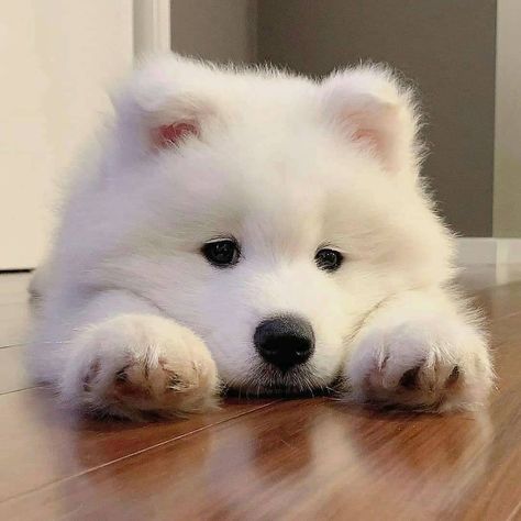 Pomsky Dog, Samoyed Puppy, Samoyed Dogs, Dog Icon, Very Cute Dogs, Fluffy Dogs, Fluffy Animals, Cute Cats And Dogs, Baby Dogs