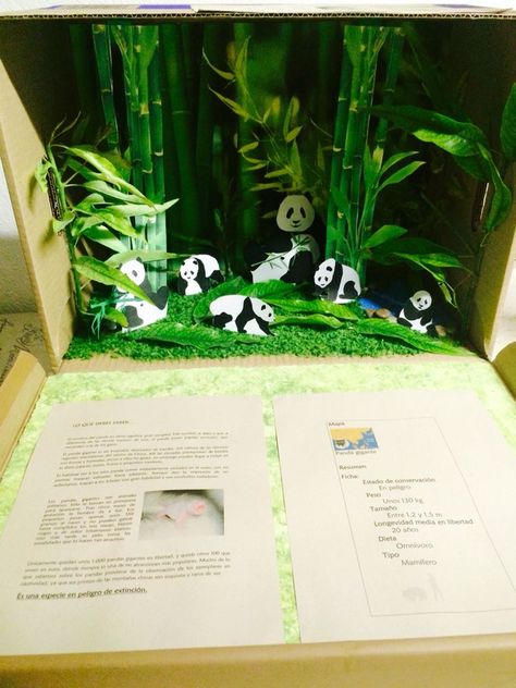 Panda Diorama, Panda Project, Habitat Diorama, Panda Habitat, Pumpkin Diorama, Habitat Activities, Diorama Kids, Ecosystems Projects, Bear Habitat