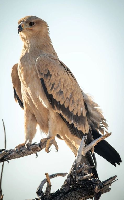 Get ready to soar with these stunning pictures of eagles! These magnificent birds of prey are captured in all their glory in this collection of breathtaking images. Learn more about eagles in our linked YouTube video. Click the link to watch now! Eagles Birds of prey hunting skills Majestic Symbolism Wildlife Nature Adaptations Talons Wingspan Nesting Conservation Feathers Mountains Predators bird tattoo bird drawing bird painting bird wallpaper bird photography birds and animals bird wall art Eagle Aesthetic, Tawny Eagle, Crazy Creatures, Drawing Tricks, Drawing Bird, Httyd Art, Photo Animaliere, Bird Drawing, Stunning Nature