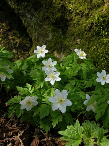 "The wood anemonie through dead oak leaves And in the thickest woods now blooms anew And where the green briar, and the bramble weaves Thick clumps o' green, anemonies thicker grew And weeping flowers, in thousands pearled in dew..."  - John Clare, 'Wood Anemonie'. Weeping Flowers, Flower In Forest, Flowers In The Woods, Woodland Wildflowers, Anemone Nemorosa, John Clare, Spring Woods, Wood Anemone, Woodland Walk