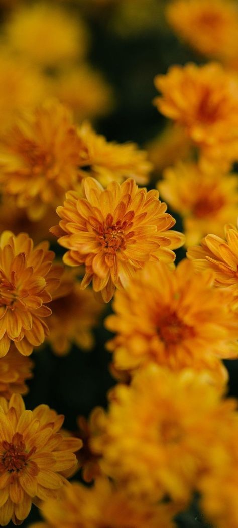 Calendula Flower Wallpaper, Yellow Chrysanthemum Aesthetic, Calendula Flower Aesthetic, Calendula Aesthetic, Chrysanthemum Photography, Orange Homescreen, View Flower, Orange Dahlia, Yellow Chrysanthemum