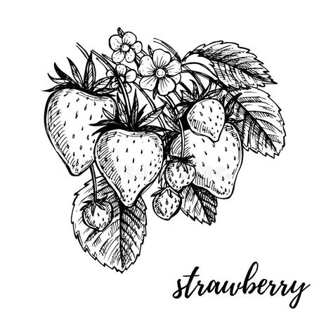 Strawberry Sketch, Strawberry Drawing, Strawberry Tattoo, Strawberry Art, Fruits Drawing, Vine Tattoos, Hand Drawn Vector Illustrations, Sketches Tutorial, Plant Drawing