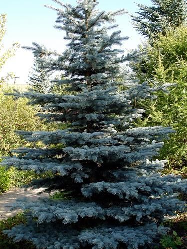 Why Not to Limb Up Evergreen Trees Evergreen Trees For Privacy, High Desert Landscaping, Blue Spruce Tree, Colorado Spruce, Evergreen Landscape, Colorado Blue Spruce, Types Of Christmas Trees, Backyard Trees, Landscaping Trees