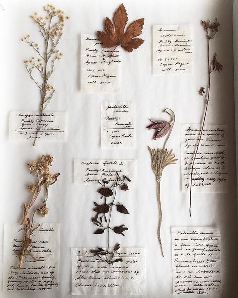 floral wildflower specimens Plant Journal, 카드 디자인, Aesthetic Indie, Witch Aesthetic, Nature Journal, Inspiration Wall, Types Of Flowers, New Wall, Photo Instagram