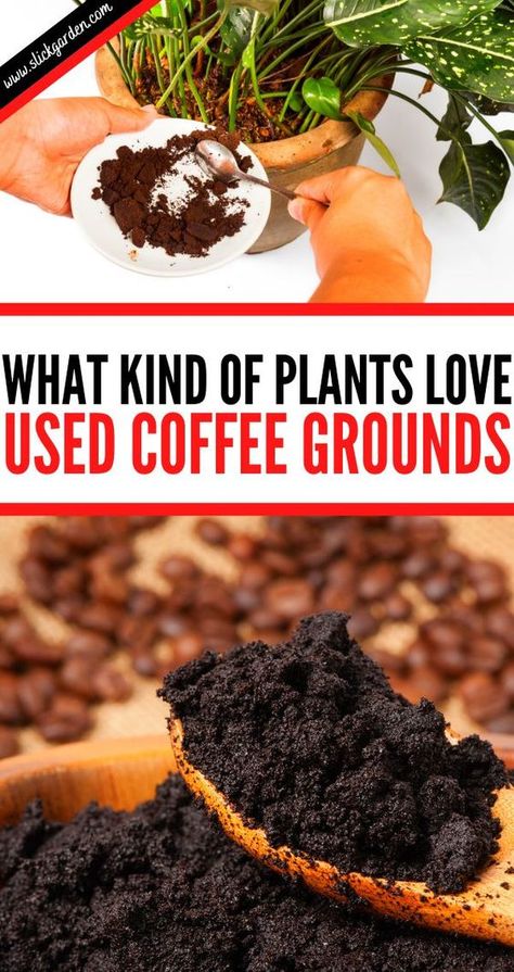 Make Fertilizer For Plants, Potassium For Plants Diy, How To Dry Coffee Grounds, Uses For Coffee Grounds In The Garden, Used Coffee Grounds Uses Garden, Fertilizers For Plants, Using Coffee Grounds In Garden, Use For Coffee Grounds, Potassium For Plants