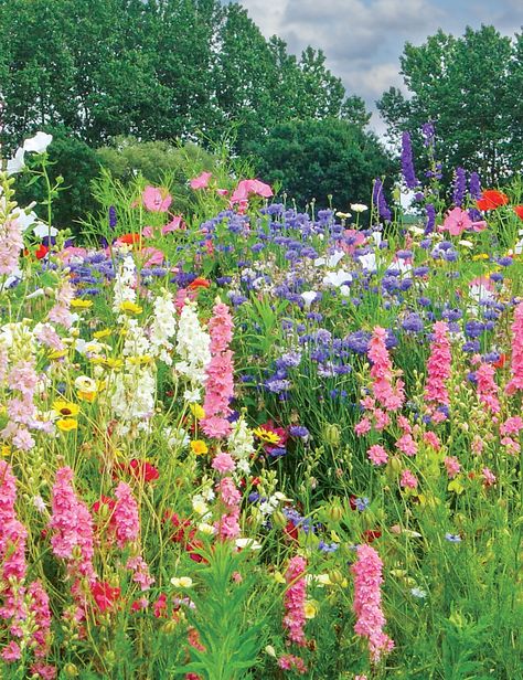 Gypsophila Elegans, Dianthus Barbatus, Cottagecore Garden, Nature Desktop, Wild Flower Meadow, Nothing But Flowers, Wildflower Garden, Meadow Flowers, Spring Bulbs