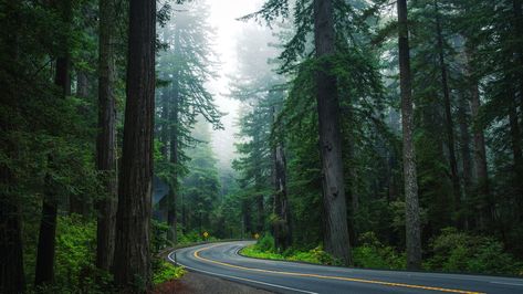 Forest road wallpaper, nature, tree, path, spruce fir forest Aesthetic Nature Wallpaper Landscape, Desktop Wallpaper Forest Aesthetic, Forest Wallpaper Laptop, Forest Wallpaper Pc, Forest Road Wallpaper, Nature Wallpaper For Laptop, Nature Wallpaper Desktop, Forest Horizontal, Cinematic Landscape