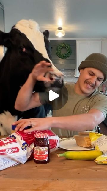 Bruce The Cow, Mini Cows Fluffy, Silly Animal Videos, Pictures Of Cows, Funny Cow Videos, Farm Picture Ideas, Funny Cow Pictures, Cow Videos, Funny Farm Animals