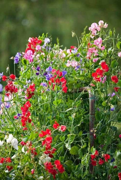 11 Flowering Vines that are Also a Term of Endearment | Balcony Garden Web Fast Growing Flowers, Morning Glory Flowers, Small House Garden, Herb Containers, Companion Planting Vegetables, Sweet Pea Flowers, Herb Garden Design, Vertical Garden Diy, Pea Flower