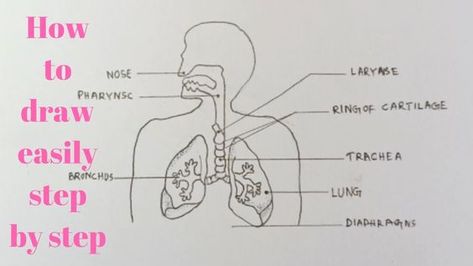 How to draw diagram of human Respiratory system easily - step by step Drawings step by step for kids #drawingsstepbystepforkids Drawing ideas #drawingideas Drawing ideas for kids #drawingideasforkids 5.534 Human Respiratory System Drawing, Respiratory System Drawing Easy, Human Respiratory System Diagram, Respiratory System Drawing, Respiratory System Function, Respiratory System Anatomy, Step By Step Drawings, Biology Drawing, Nurse Drawing