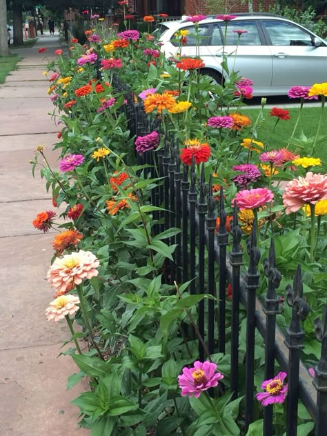 Zinnia Garden, Zinnia Flowers, Garden Vines, Cottage Garden Design, Garden Wallpaper, Cut Flower Garden, Garden Inspo, Backyard Fences, Cottage Gardens