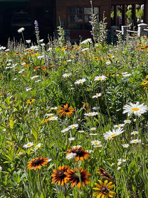 green field of sunflowers and daisies - pretty flowers in the sun Daisy And Sunflower Aesthetic, Sunflower Meadow, Meadow Plants, Flowers Meadow, Sunflower Daisy, Wild Flower Meadow, Sunflowers And Daisies, Pretty Aesthetic, Princess Core