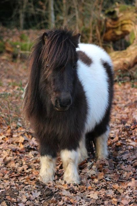 Shetland Pony: Characteristics, Facts, Temperament - PetTime Shetty Pony, Miniature Shetland Pony, Mini Shetland Pony, Pony Photo, Miniature Pony, Shetland Ponies, Miniature Ponies, Baby Horse, Tiny Horses