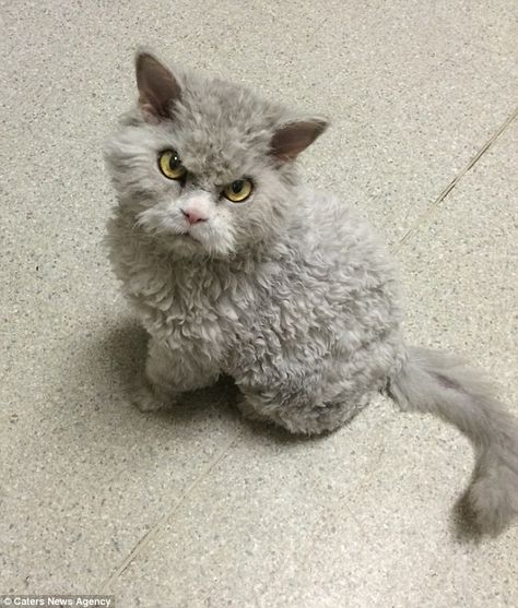 Albert is a breed of Selkirk Rex, known for their wild, curly hair - but not usually for t... Curly Haired Cat, Angry Look, Selkirk Rex, Rex Cat, Angry Cat, Cute Cats And Kittens, Grumpy Cat, Cute Kittens, Pretty Cats