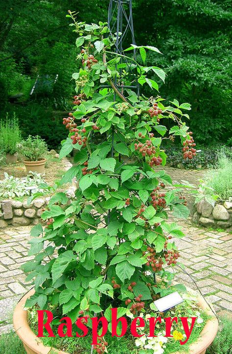 Why Do People Think Raspberry Plants are a Good Idea? Raspberry Landscaping, Trellis Ideas For Berries, Raspberry In Garden, Climbing Raspberries, Raspberry Planter Ideas, Raspberry Plants In Pots, Raspberry Bush Trellis, Raspberry Patch Ideas, Raspberry Support Ideas