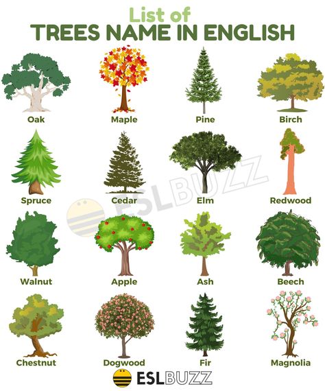 Trees Name In English, Tree Identification Chart, Drawing Of Tree, Trees Types, Different Types Of Forests, Tree Names, Identifying Trees, Leaf Identification, Types Of Forests