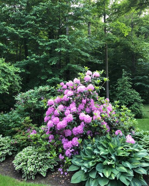 Rhododendron In Front Of House, Rhododendron Landscape Design, Landscaping With Rhododendrons, Rhododendron Companion Plants, Rhododendron Garden Landscaping, Rhodendron Garden, Rodadendren Bush, Rhododendron Hedge, Rhododendron Landscaping