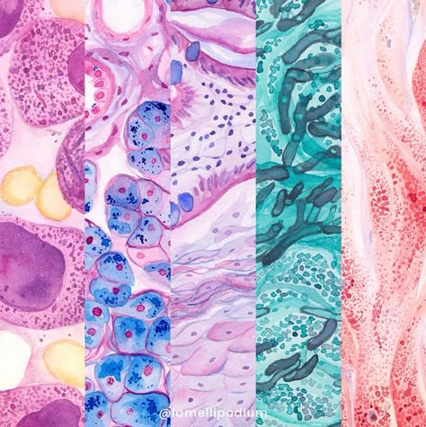 Pathology Wallpaper, Histology Aesthetic, Microbiology Illustration, Pathology Aesthetic, Microbiology Aesthetic, Cell Aesthetic, Histology Slides, Wallpaper Horizontal, Science Stickers