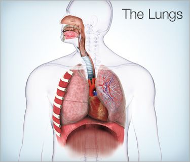 Breathing Problems: Causes, Tests, and Treatments Respiratory Problems, Asthma Inhaler, Allergy Asthma, Breathing Problems, Respiratory Therapist, Asthma Attacks, Health Board, Respiratory System, Muscle Relaxer