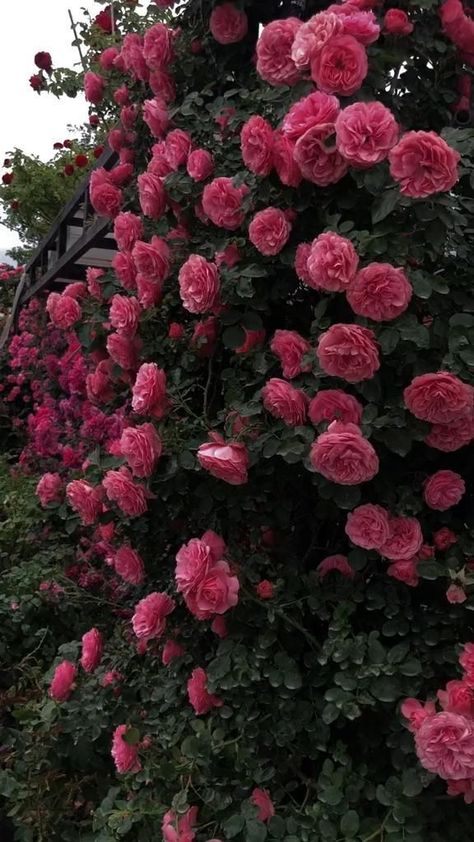 Garden Video, Garden Nails, Rose Belle, Rose Flower Pictures, Good Morning Beautiful Flowers, Flower Video, Fotografi Editorial, Decoration Garden, Nothing But Flowers