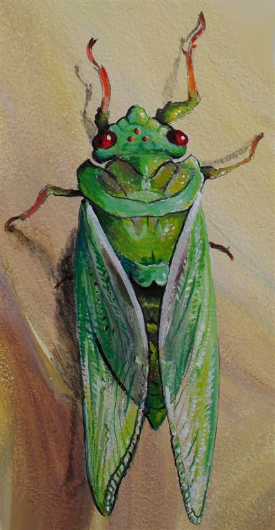 Painting: Green Grocer cicada (Cyclochila australasiae). Acrylic on canvas (detail) by Jennifer Rowlands. Cicada Painting, Cicada Drawing, Bug Painting, Green Grocer, Cicada Art, Cicada Wings, Painting Green, Bug Art, Unusual Art