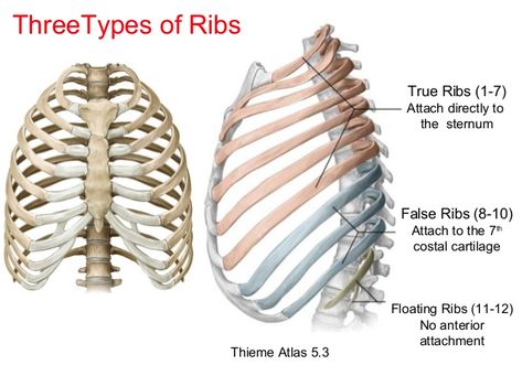 Ribs Anatomy, Human Ribs, Medical Assistant Student, Anatomy Bones, Broken Ribs, Basic Anatomy And Physiology, Medical Student Study, Muscle Anatomy, Medical Anatomy