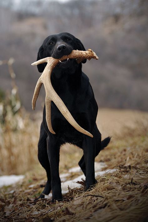 Hunting Dog Names, Dog Magazine, Dog Shedding, Love My Dog, Bird Dogs, Black Labrador, Hunting Dogs, Animal Tattoos, Black Dog