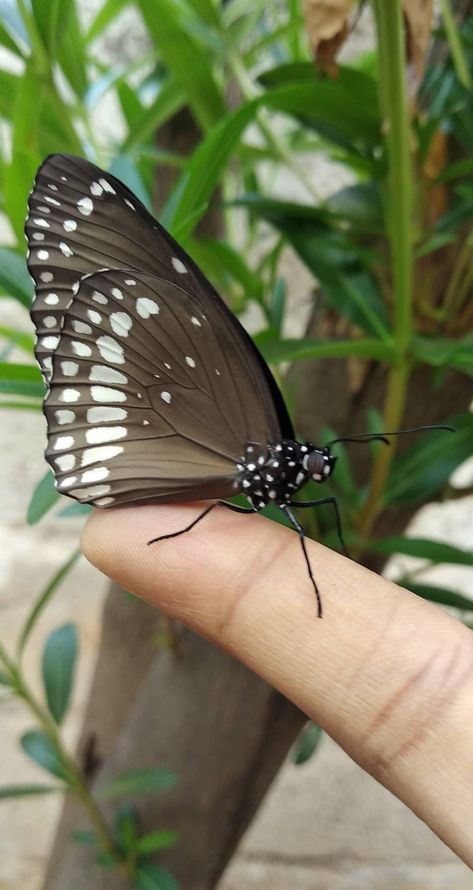 Butterfly Snapchat Story, Butterfly Pictures Aesthetic, Aesthetic Caption, Butterfly Snap, Pretty Flowers Photography, Money Images Cash Indian, Excretory System, Cutest Animals On Earth, Nature Butterfly