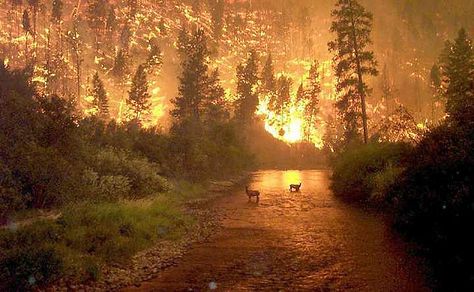 forest fire, with deer standing in the creek | Bitterroot Forest Fire.Deer (elk) by John McColgan | Flickr - Photo ... Wow Photo, Into The West, Wild Fire, Big Sky Country, We Are The World, Forest Fire, Big Sky, Hobart, Alam Semula Jadi