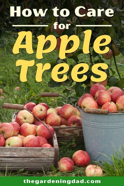 Growing Apple Trees, Apple Tree Care, Pruning Apple Trees, Fruit Trees Backyard, Apple Tree From Seed, Apple Garden, Fruit Tree Garden, Fruit Growing, Food Forest Garden