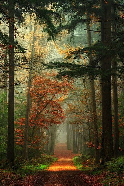 Autumn, The Netherlands.: Matka Natura, Wallpaper Cantik, Beautiful Tree, Belle Photo, Nature Beauty, Beautiful World, Beautiful Landscapes, In The Middle, Wonders Of The World