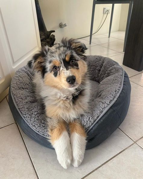 Mini Aussie Haircut Styles, Mini Aussie Full Grown, Australian Shepherd Full Grown, Mini Australian Shepherd Full Grown, Australian Shepard Mix, Cute Doggos, Cute Big Dogs, Mini Aussie Puppy, Mini Australian Shepherd