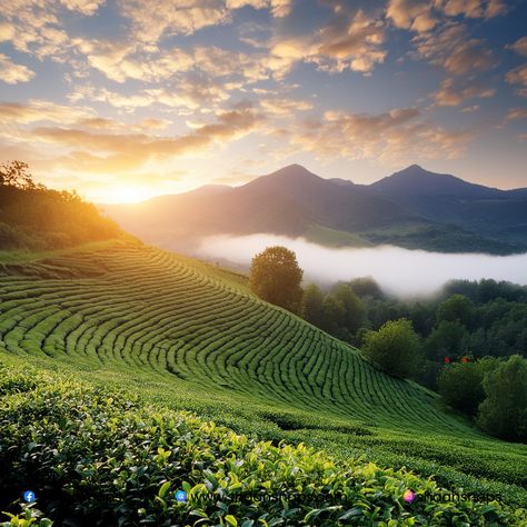 As I stepped off the bus in Munnar, I couldn't help but be struck by the breathtaking beauty of the rolling hills and lush green tea plantations. I had been dreaming of visiting this hill station in Kerala, India, for years, and finally, I was here. I had planned my trip with Shaan Snaps Photography, and my guide, Shaan, was waiting for me with a warm smile. He handed me a camera and said, "Let's capture the beauty of Munnar together!" We set off early the next morning to capture the sunrise ... Munnar Photography Kerala, Munnar Photography, Photo Angles, Kerala Photography, Snap Photography, I Was Here, Done Quotes, Munnar, Kerala India