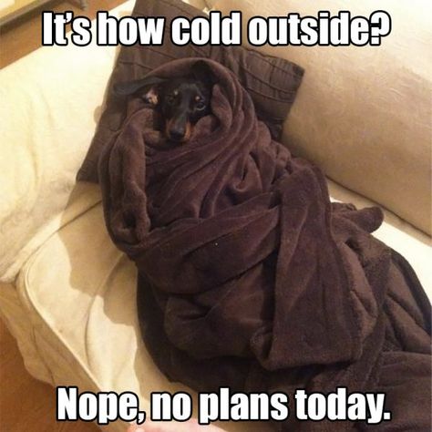 Winter Meme, Dachshund Funny, Funny Animal Photos, Funny Dog Memes, Animals Pictures, Funny Dachshund, Funny Dog Pictures, Silly Animals, Funny Animal Memes