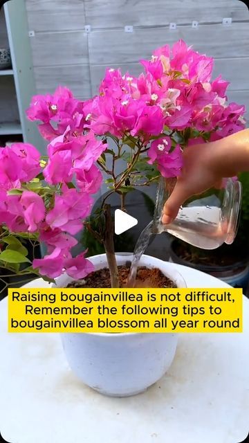 My Garden Ideas on Instagram: "4 tips to make bougainvillea bloom more #gardeningfun #gardening_feature #urbangardening #gardeninguk #gardeningphoto #gardeningistherapy #gardening101 #gardeningisfun #gardeningtime #gardeningday #gardeningproblems #gardeninggoals #gardeningideas #gardeninglove #gardening4pleasure #gardeningtips #gardeningmakesmehappy" Bougainvillea Balcony Ideas, How To Make Bougainvillea Bloom, Bougainvillea How To Grow, Bugambilia Garden Ideas, Boganvila Plant, Buganvilla Ideas Yards, Bougainvillea Balcony, Bougainvillea Planting Ideas, Bougainvillea In Pots