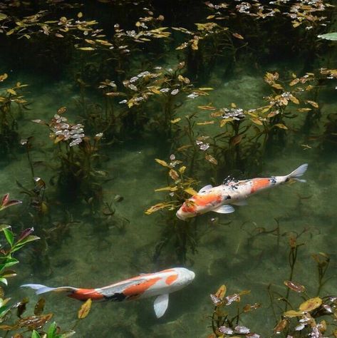 Ikan Koi, Matka Natura, Chinese Aesthetic, Japan Aesthetic, Images Esthétiques, Japanese Aesthetic, Nature Aesthetic, Pretty Places, Koi Fish