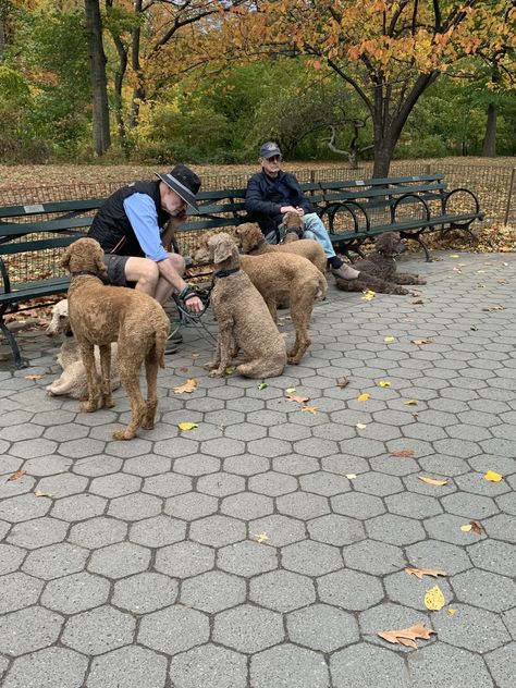 Dogs In New York City, Dog Fall Aesthetic, Dog Park Aesthetic, York Dog, Ny Map, Dogs Aesthetic, Aesthetic Nyc, Style Aesthetics, Central Park Nyc